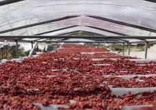 黑龍江省兩會(huì)觀察：如何推進(jìn)寒地中藥材產(chǎn)業(yè)快速發(fā)展？