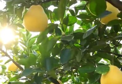 我國鄉(xiāng)村產(chǎn)業(yè)發(fā)展勢頭良好 “金扁擔”越挑越穩(wěn)、成色越來越足