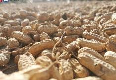 “中國(guó)花生之鄉(xiāng)”青島萊西精耕細(xì)作花生產(chǎn)業(yè)鏈——一粒花生常吃常新