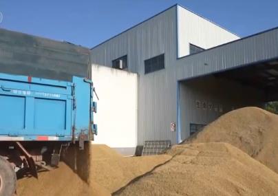 購(gòu)銷(xiāo)兩旺、平穩(wěn)有序 糧食收購(gòu)主體主動(dòng)下沉 確保糧農(nóng)糧出手、錢(qián)到手