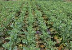 農(nóng)業(yè)農(nóng)村部緊急部署安排節(jié)后寒潮天氣防范應對工作