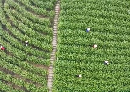 采茶、田管、“水上春耕” 雨水落萬物生 多地生機盎然啟新程