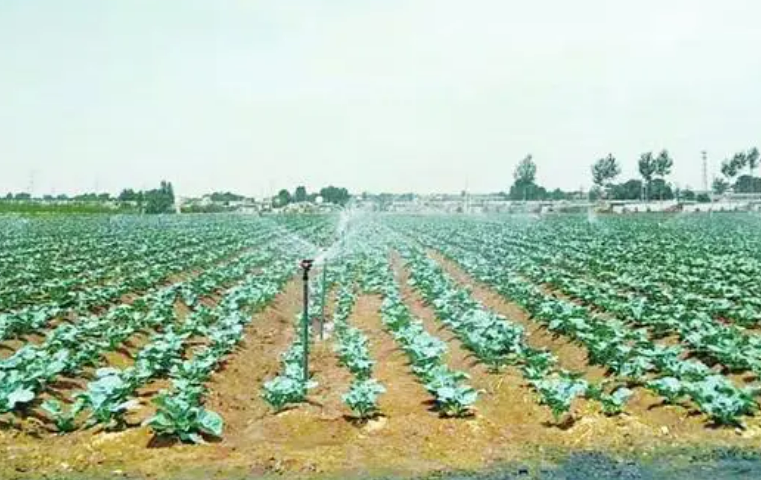 山西將建設10萬畝有機旱作示范區(qū)