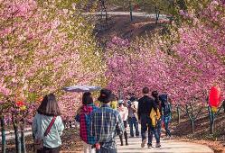 季節(jié)性花卉陸續(xù)綻放 錯峰出游哪里更值得去？