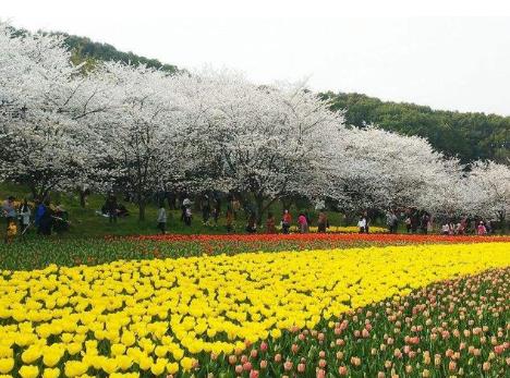 長三角民眾不負(fù)春光 嘗春食、春日游逐漸升溫