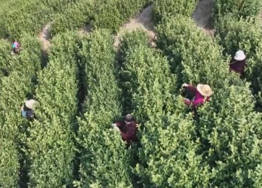 大櫻桃、小龍蝦搶先上市獲青睞 特色農(nóng)產(chǎn)品搶 “鮮”機走俏市場