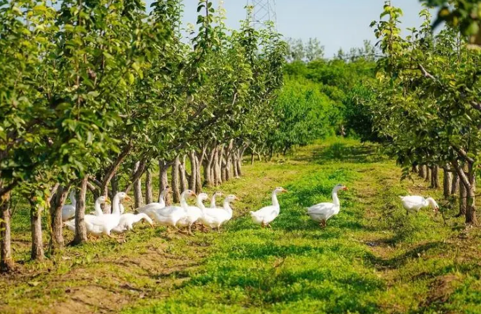 北京新培育11家國家級、76家市級生態(tài)農(nóng)場