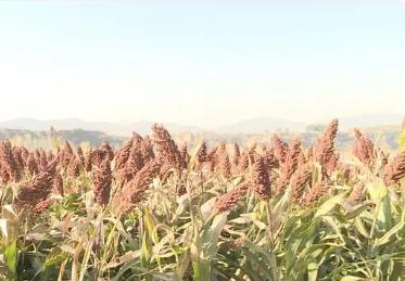 2024年山西省將新增、恢復(fù)60萬畝水澆地