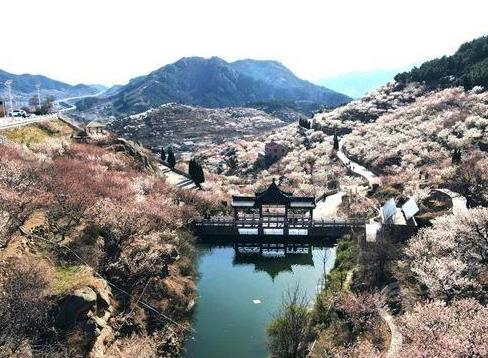 熱門賞花踏青目的地熱度上漲 你想去哪里春游？