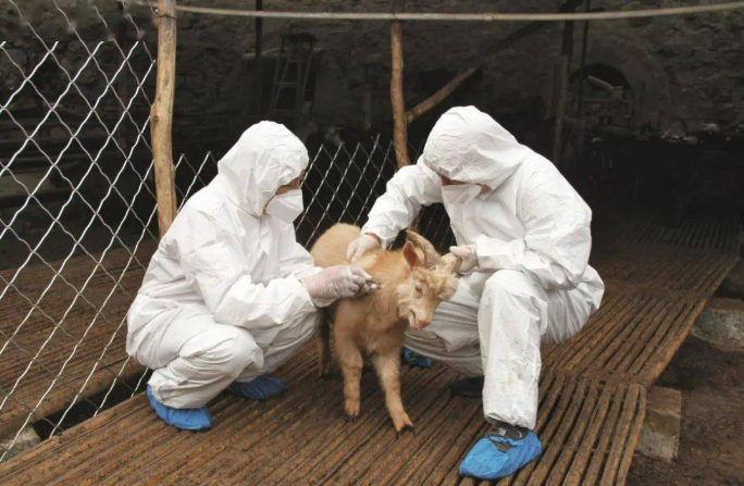 農業(yè)農村部：全國動物疫病凈化和區(qū)域化管理取得積極進展