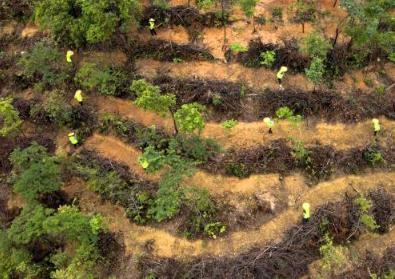 超2.1萬個行政村參與種樹！廣東成為我國最“綠”省份之一