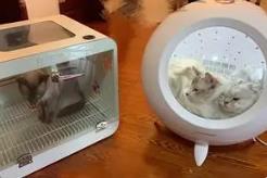 美容電器、智能貓廁……萌寵經(jīng)濟升溫！2025年市場規(guī)模將近500億元