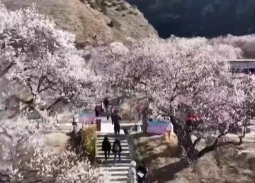 “賞花經(jīng)濟”帶動清明旅游熱度攀升 部分平臺訂單量倍增