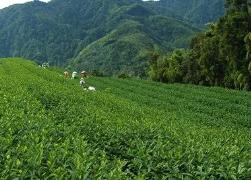 “中國茶業(yè)百強(qiáng)縣第一名”的新風(fēng)景