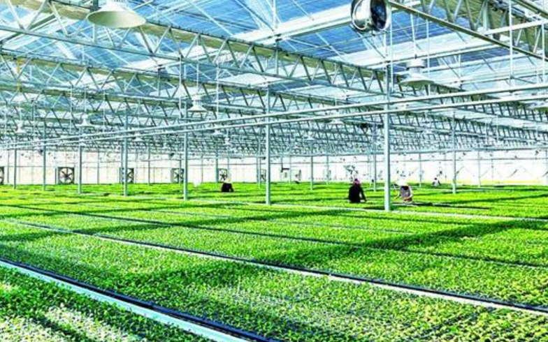 我國(guó)現(xiàn)代設(shè)施種植面積達(dá)4000萬(wàn)畝