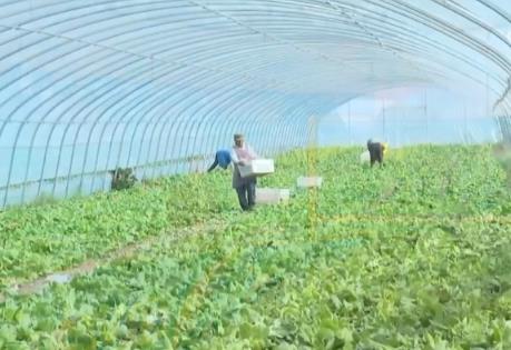 冷涼蔬菜成為“熱產(chǎn)業(yè)” 特色產(chǎn)業(yè)顯優(yōu)勢(shì)助農(nóng)增收