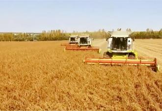 “三農(nóng)”基本盤進(jìn)一步夯實(shí) 中國(guó)糧食自給率未來(lái)10年有望提高至91.5%