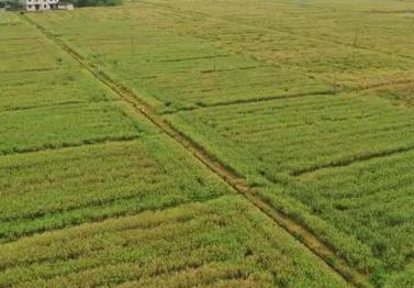 短生育期油菜新品種“中油早1號(hào)”再創(chuàng)佳績(jī)