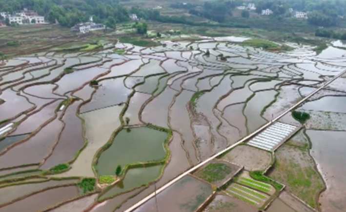 四川將建設1000個糧油千畝高產(chǎn)片