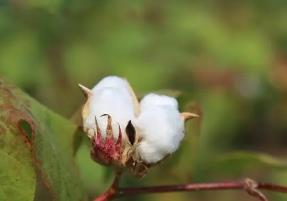 中國(guó)農(nóng)科院從棉花中發(fā)現(xiàn)新型高效殺蟲(chóng)蛋白