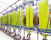 新食品原料擬微球藻油等公開(kāi)征求意見(jiàn)