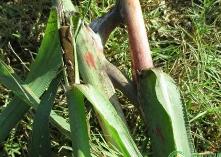 中國(guó)熱科院生物所在甘蔗抗黑穗病性狀形成機(jī)理研究方面取得新進(jìn)展