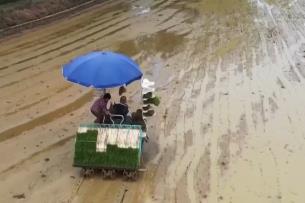 搶抓農(nóng)時(shí)科學(xué)施救 廣東英德開(kāi)展災(zāi)后復(fù)耕復(fù)產(chǎn)