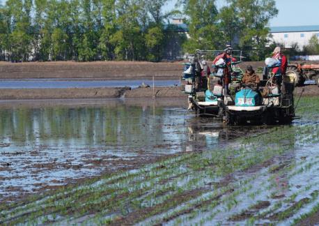 “大糧倉(cāng)”黑龍江三江平原水田插秧全面啟動(dòng)