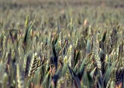 夏糧豐收在望！小麥長勢總體好于常年 大面積單產(chǎn)提升工作扎實有力