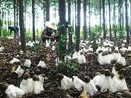 福建推進(jìn)林下食品產(chǎn)業(yè)集聚發(fā)展  土特產(chǎn)開拓大市場