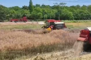 多地全力以赴護航“三夏” 夯實糧食豐收基礎 筑牢糧食安全“壓艙石”