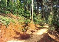 山西啟動深化集體林權制度改革及試點工作