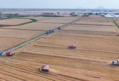 抓好“三夏”生產(chǎn) 夯實糧食豐收基礎