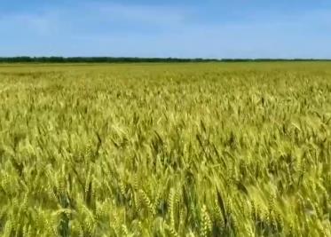 風(fēng)吹麥浪，豐收在望！ 科技賦能“三夏”生產(chǎn) 守好糧食飯碗