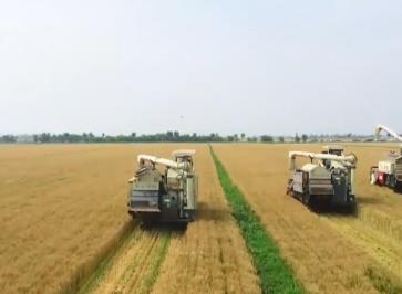 “跨界”新能源的“新貴”，小麥600變！“種”出麥業(yè)全產(chǎn)業(yè)鏈