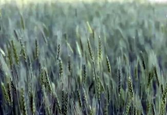 預(yù)計今年夏收夏種期間 全國總體天氣條件較好