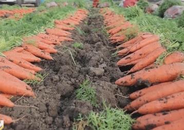 “種全國、賣全球” 小蘿卜“變身”致富大產(chǎn)業(yè) 擦亮中國特色農(nóng)業(yè)品牌