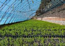 內蒙古強化種苗保障戰(zhàn)“三北”