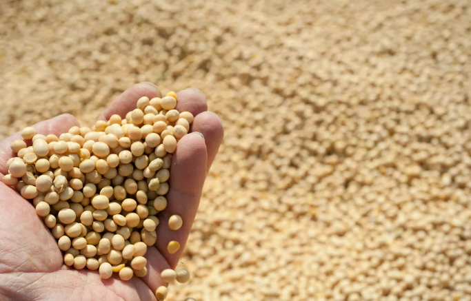 如何擺脫“豆粕”依賴？