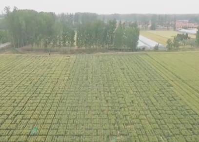 多種糧、種好糧，有底氣！“三位一體”收益保障為農(nóng)民種糧兜底