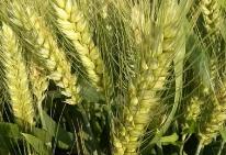 高產(chǎn)優(yōu)質(zhì)、抗逆抗病……135個小麥新品種審定通過