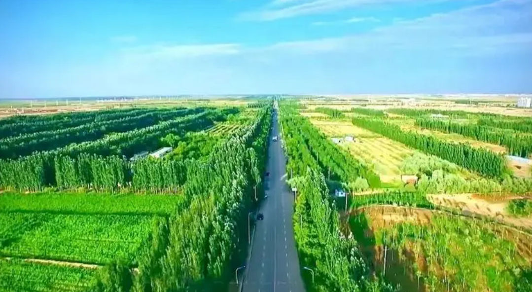 1年造林種草4000萬(wàn)畝！北疆綠色長(zhǎng)城在加固