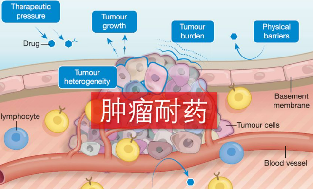 我國科學家對腫瘤耐藥機制的研究取得突破