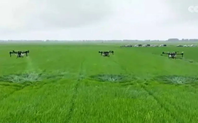 我國秋糧作物進入產(chǎn)量形成關鍵期 “一噴多促”助力增產(chǎn)豐收