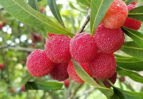 楊梅、榴蓮漂洋過海 “甜蜜”的中國機(jī)遇如何不斷擴(kuò)大