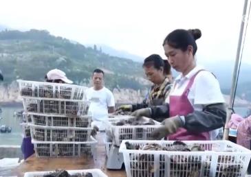 產(chǎn)業(yè)化、規(guī)?；B(yǎng)殖 福建霞浦1.5萬畝鮑魚迎豐收