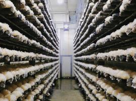 福建這里發(fā)展領(lǐng)“菌”產(chǎn)業(yè)的競(jìng)爭(zhēng)力何在？