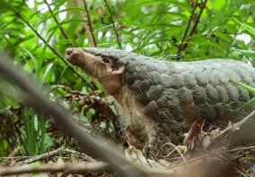 十四部門聯(lián)合發(fā)文！廣東持續(xù)強化野生動物及其棲息地保護(hù)