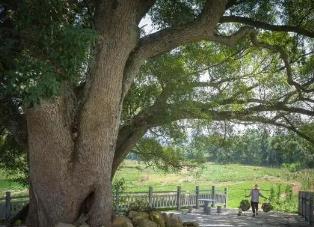 廣東建成古樹(shù)公園181個(gè) 帶動(dòng)鄉(xiāng)村旅游業(yè)發(fā)展