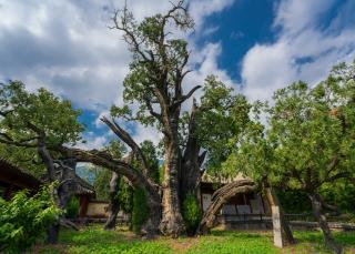 河南省發(fā)布第2號總林長令 加強(qiáng)古樹名木保護(hù)　全力守護(hù)綠色“活化石”